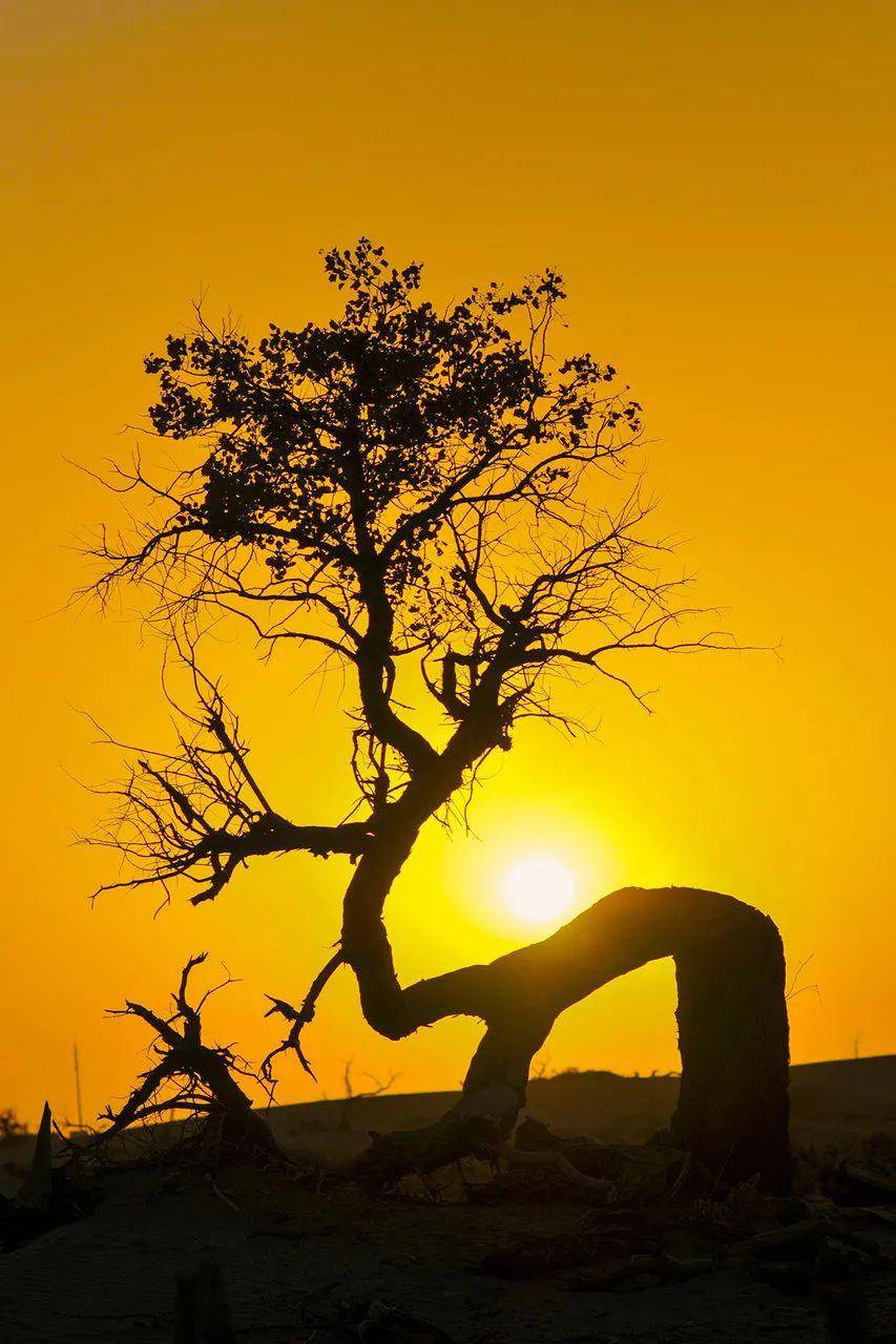 每当日落洒落,枯树挺拔,热泪涌动,目眩神秘.