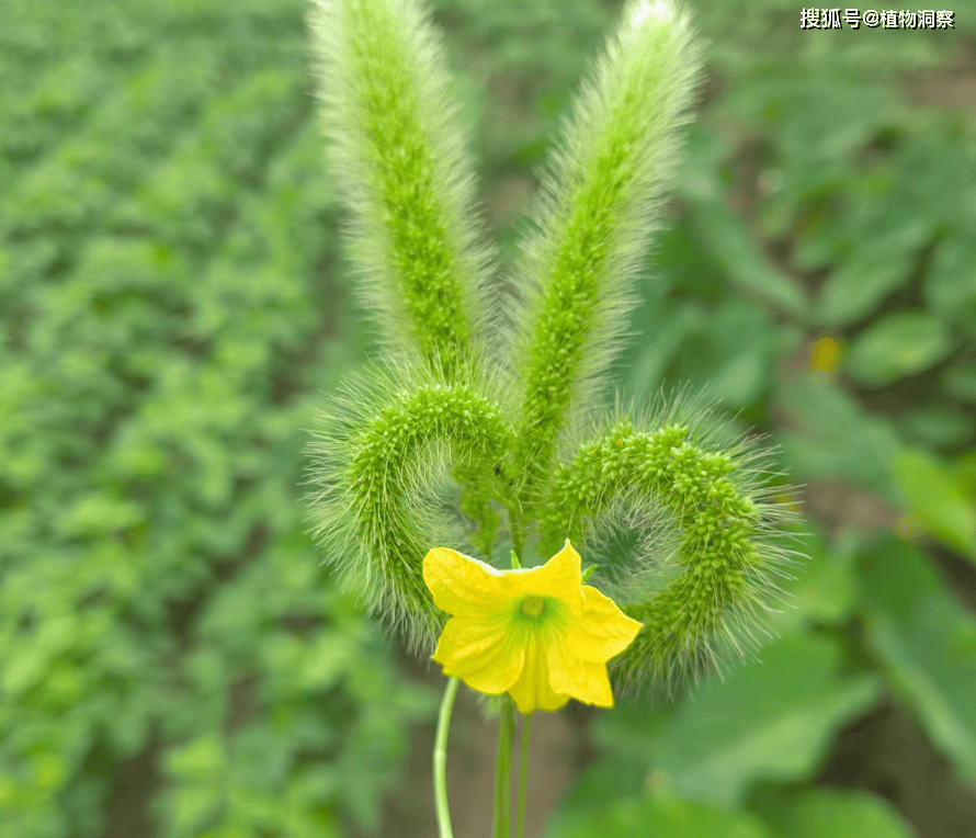 在南方由于水稻的兴起,粟(小米)这种植物自唐代以后就慢慢的退出了