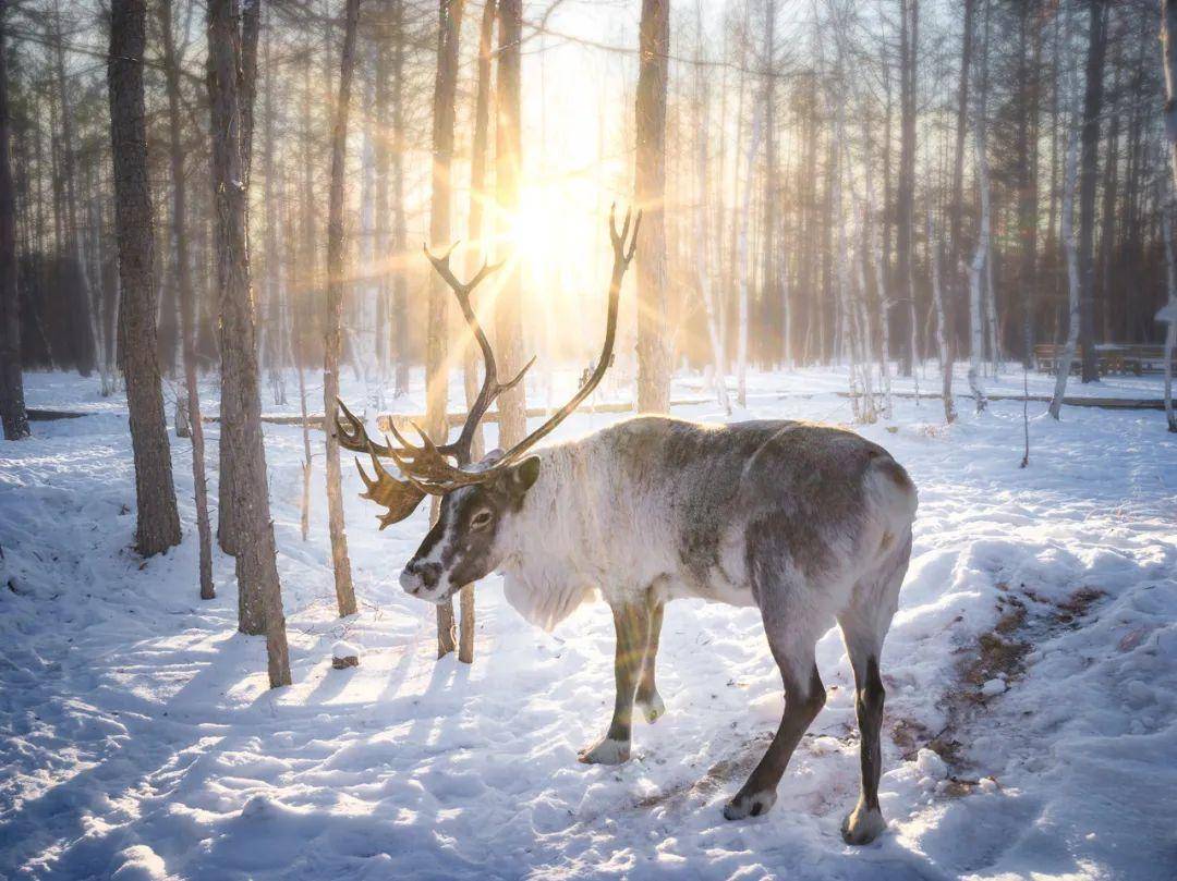 比新疆多一分安逸,比大西北少一分嘈杂_驯鹿_www_http