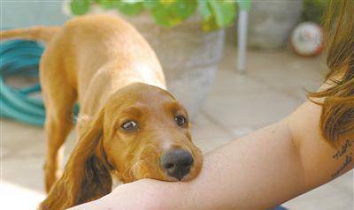 古代没有狂犬疫苗,假如被狗咬了,是不是必死无疑没得救?