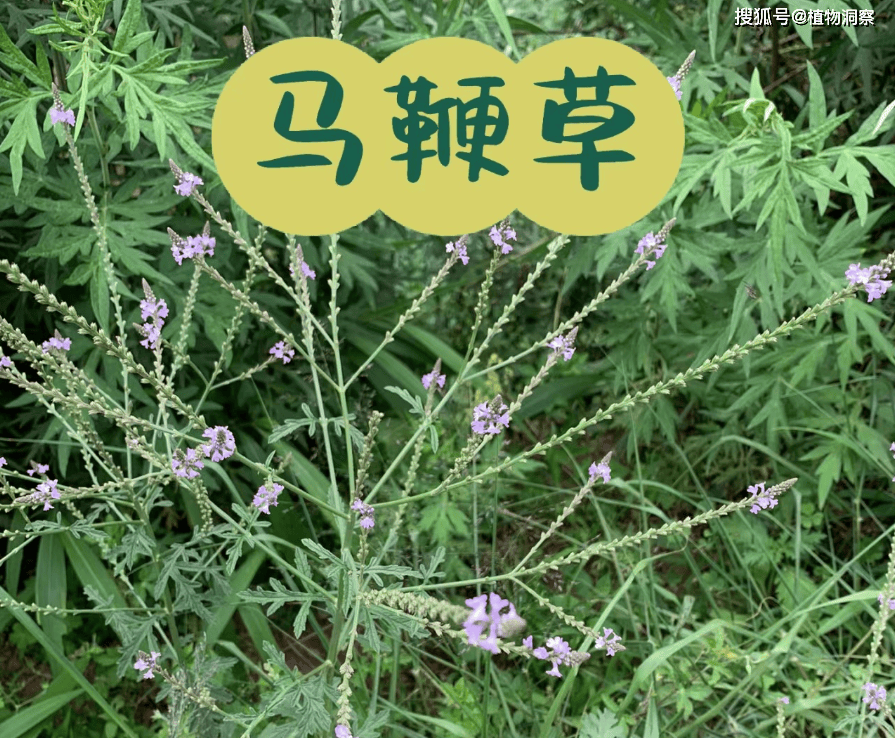 花序形如马鞭