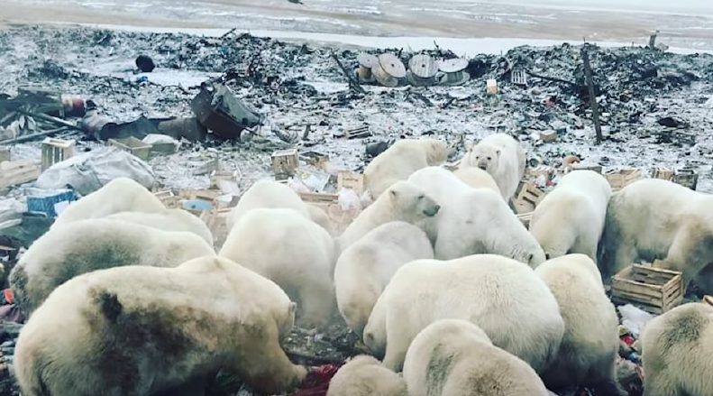 近日,位于北极圈的俄国新地岛出现了50几只北极熊大举入侵民居的