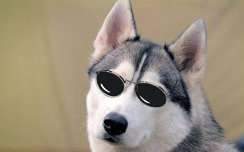 哈士奇到底有多蠢_工作_智商_排名