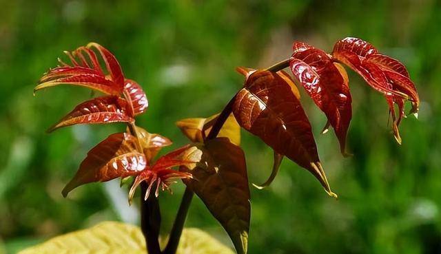 农村俗语:不怕有蛇进家门,就怕香椿高过房,啥意思?有道理吗?