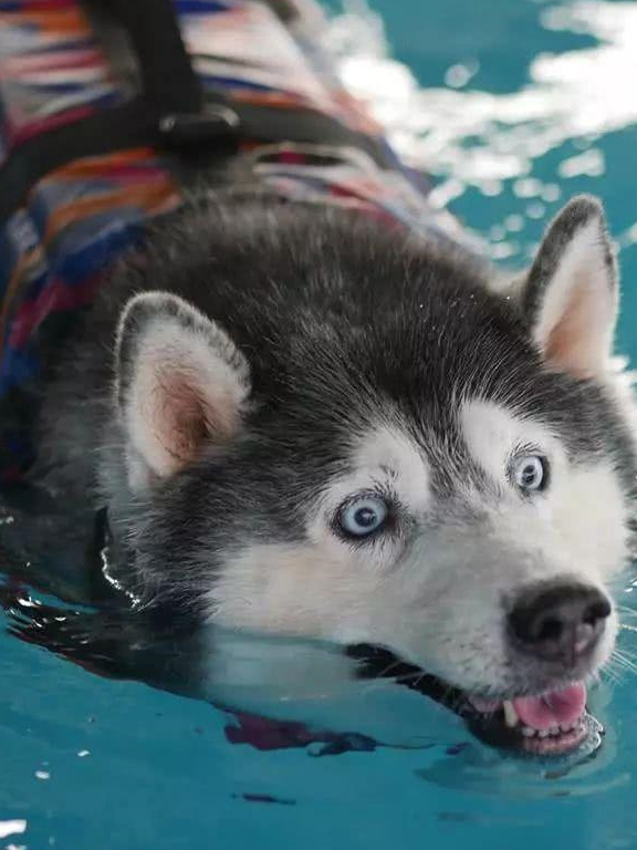 泰国网红哈士猪,主人想出绝招帮它减肥,结局并没有