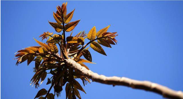 农村俗语:不怕有蛇进家门,就怕香椿高过房,啥意思?有道理吗?