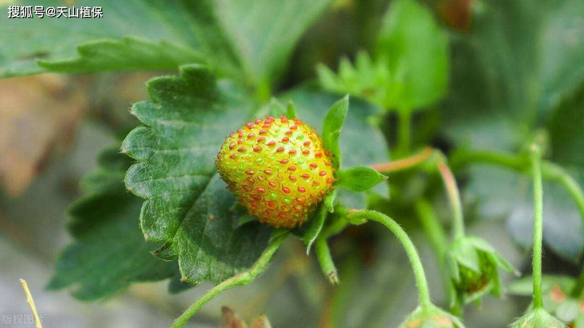 草莓红蜘蛛怎么彻底消灭