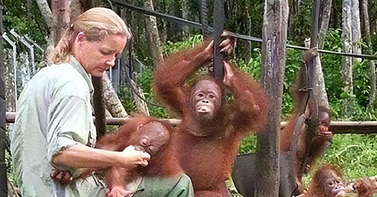 2003年,印尼红毛母猩猩被囚禁6年,获救后见到妈妈行为古怪