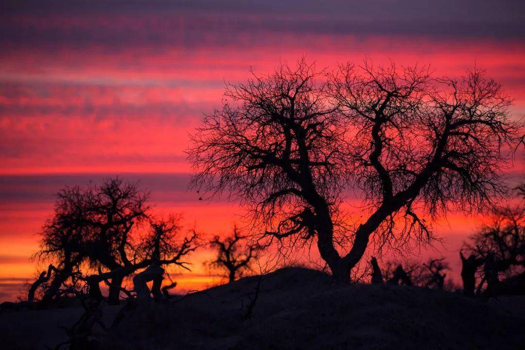 额济纳胡杨林额济纳胡杨林枝杆粗壮,是现今世界上仅存的三大原始胡杨