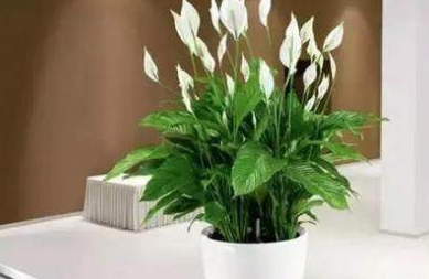 了解这些白掌的养殖方法,不爆盆都难!