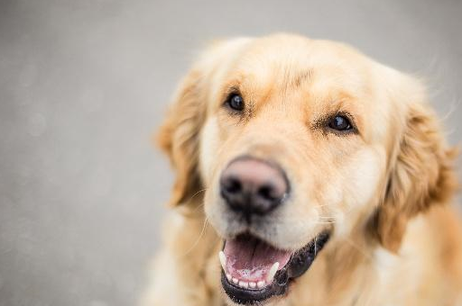 忠心耿耿的金毛也不要随便乱养,这些事情接受不了,养了一定后悔