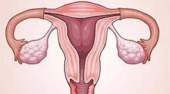 身体_月经_子宫