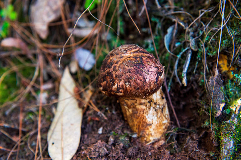 野生菌上新,你离野生菌自由还差这么一首"菌子歌"