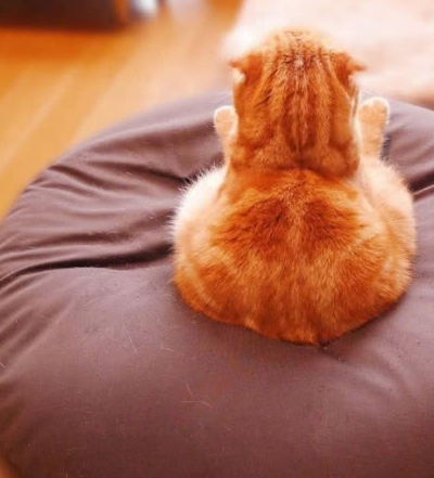 狗狗趴在坏脾气的喵星人身上睡着了,没想到猫咪竟没反应!