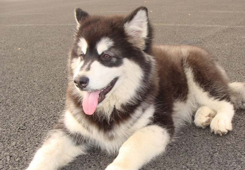 阿拉斯加这种狗能有多怂?_时候_小狗_萨摩