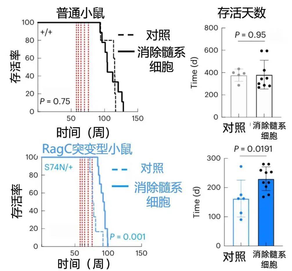 我们是如何被先天免疫系统杀死的?因为吃多一点即可诱发炎症