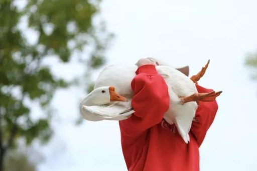 猫咪挑衅大鹅却被扑倒,毫无还手之力,看着都觉得拧得生疼!