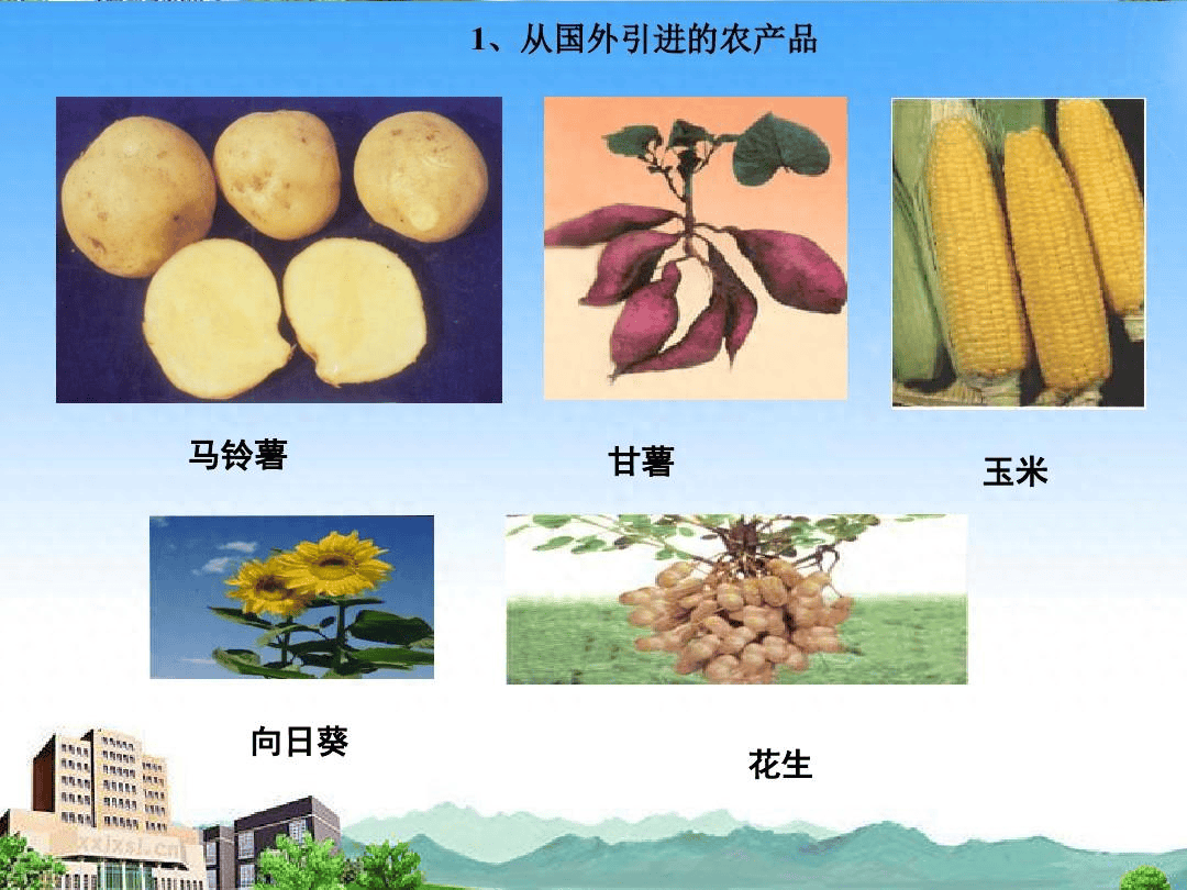 是玉米,土豆,番薯让中国人口突破1个亿吗?