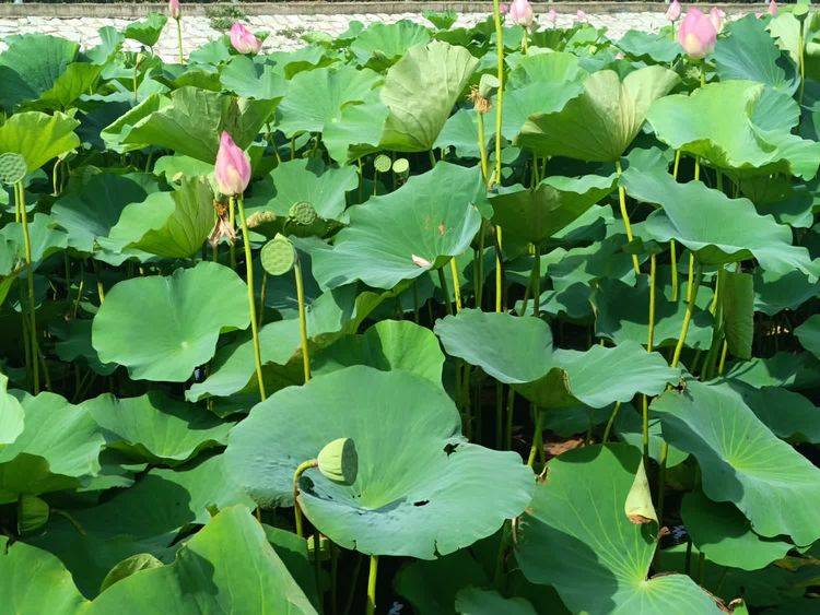 七律 凌霄花(外三首)