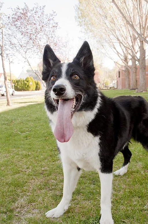 边牧_训练_运动