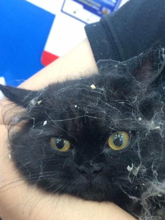 网友的猫咪跑出去一天一夜,回来后满身蜘蛛丝,喵:差点被抓了去