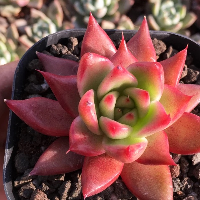 多肉圈现在最流行的,最受欢迎的多肉系列-东云系列