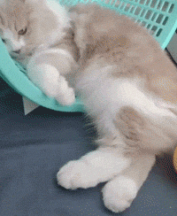 猫咪打不过狗狗直接躺地,吓蒙狗狗后剧情反转,喵:我演技满分过