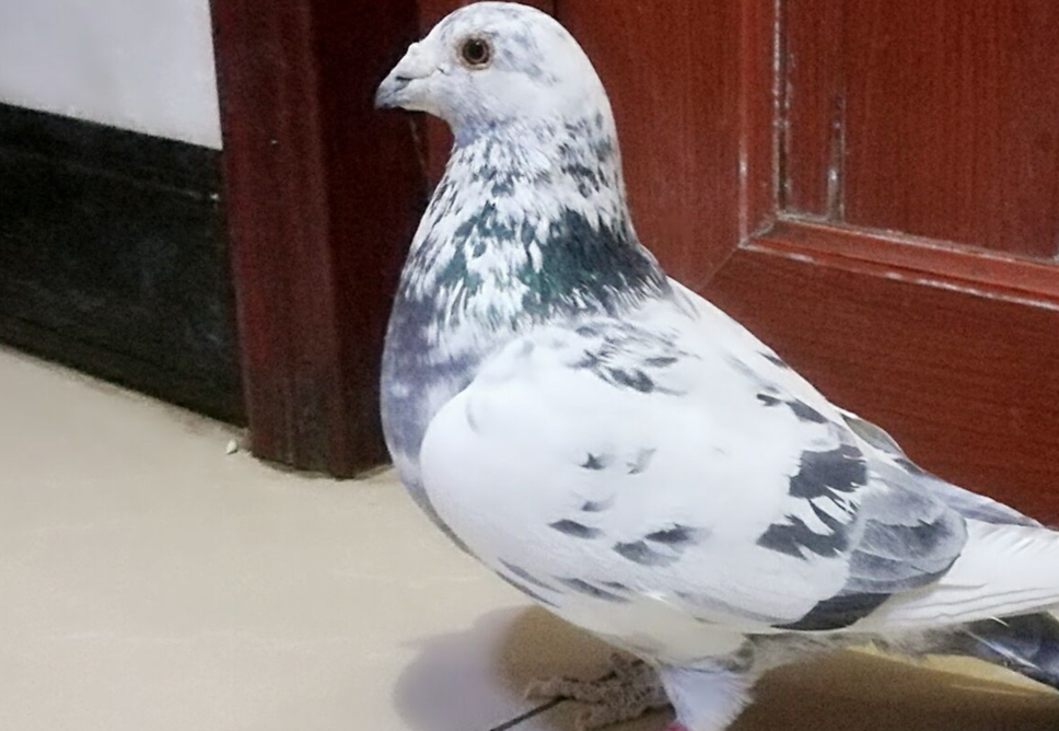 八旬老革命养了一棚李鸟鸽!