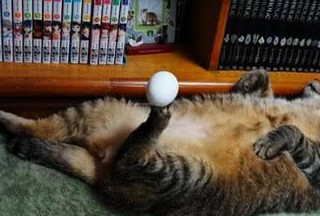 这个猫咪睡觉的时候是四脚朝天的,四只jio都翘的老高~看见猫咪这样