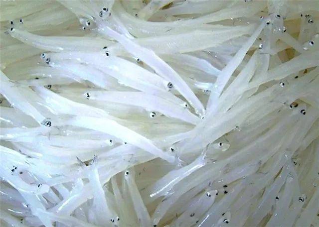 吴棠吃女山湖银鱼 | 贡发芹