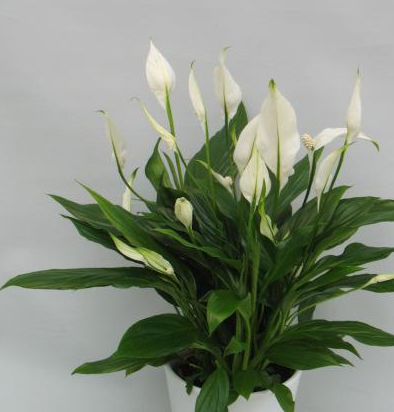 懒人盆栽一帆风顺,养好很简单,天天开出大白花,眨眼就变绿_白掌_花朵