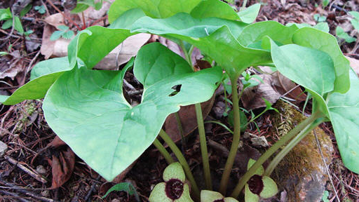 细辛的功效主治做为药用植物,细辛最先出自《神农本草经》,中医认为其
