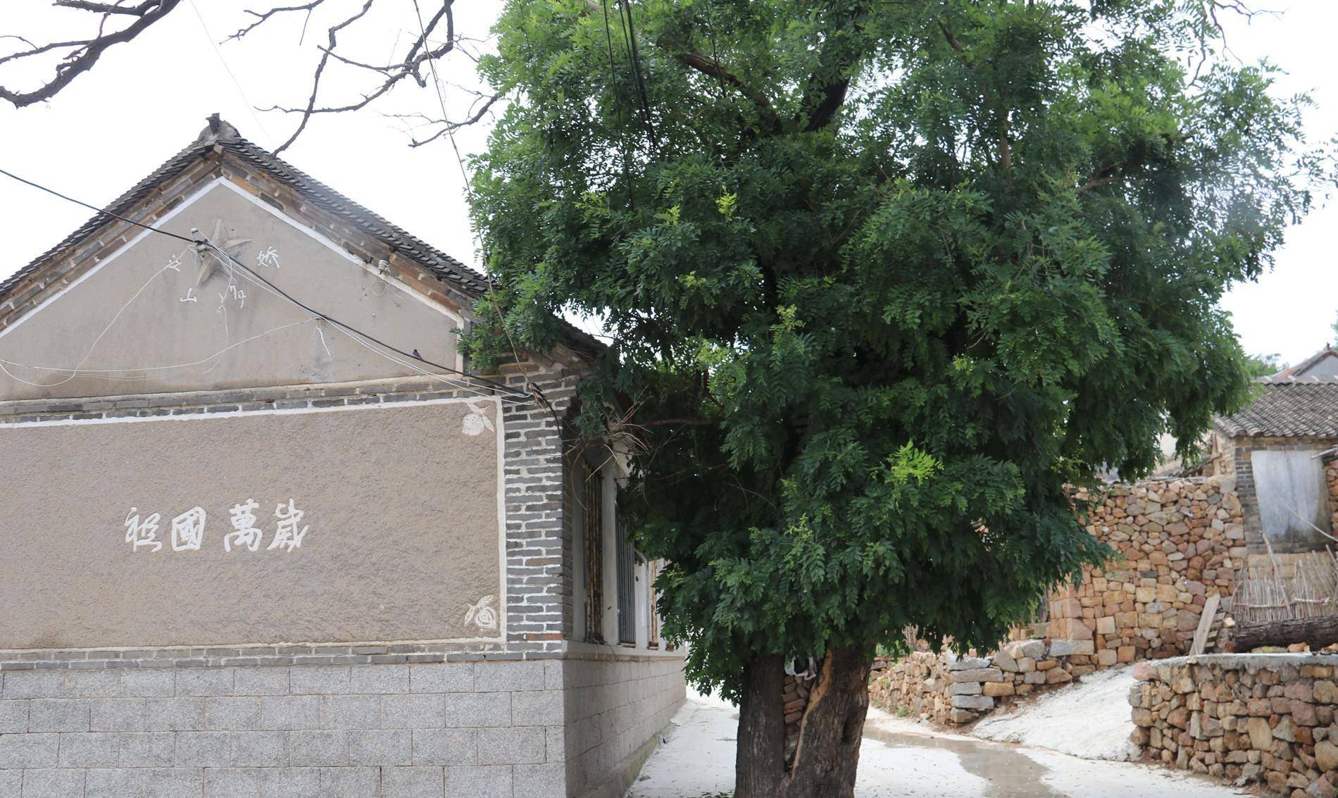 其中两棵保留到现在_高家沟_大槐树_村庄