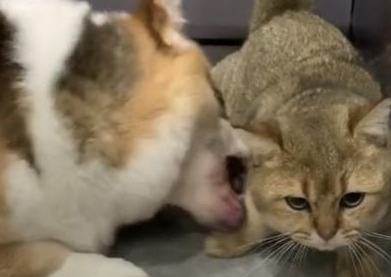 柯基强行壁咚猫咪,喵:你就算得到了我的身体,也得不到我的心!