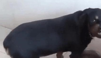 狗狗护食"凶人"的5大原因,你知道吗?它没把你放眼里!