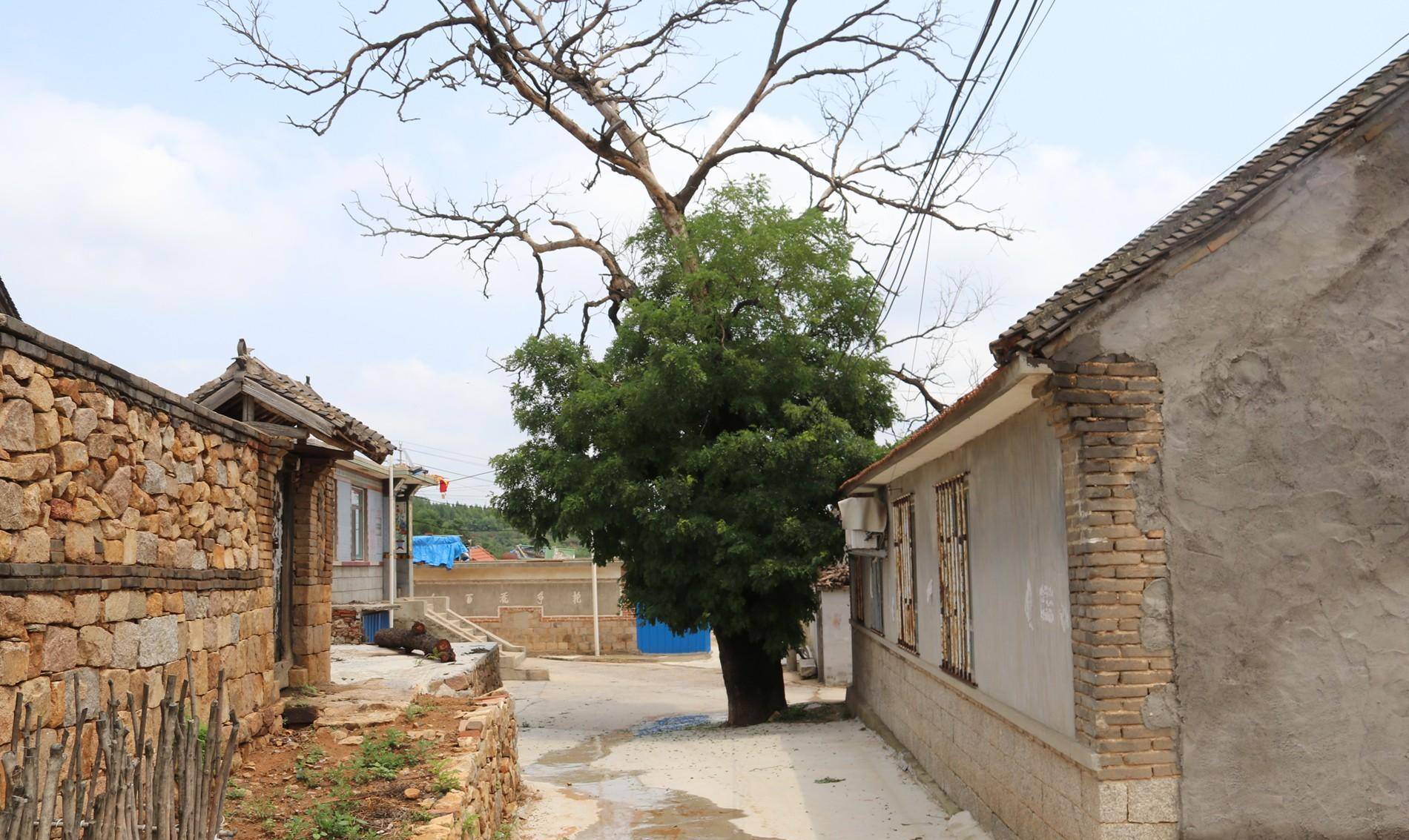 其中两棵保留到现在_高家沟_大槐树_村庄