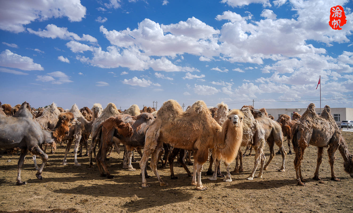 跟着环塔看新疆:柯坪万峰骆驼养殖基地,这里有中国最多的白骆驼