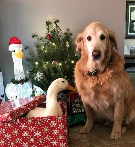 金毛天天和鸭子争吃的,打了一年,打出来"感情"!