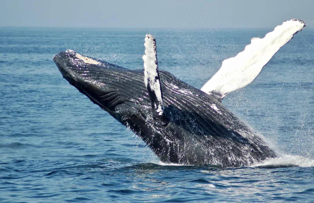 由于人类早年长达40年的捕杀,导致蓝鲸几乎灭绝