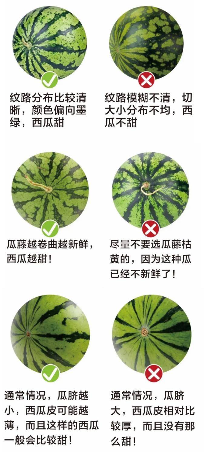 香瓜_西瓜_水果
