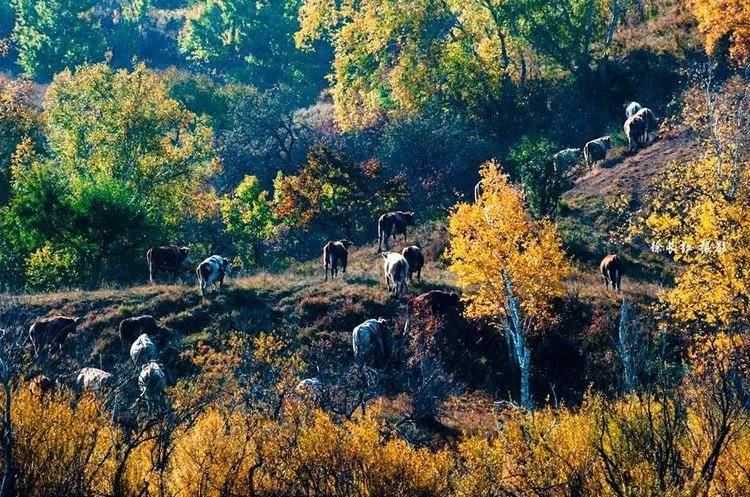 木兰围场之乌兰布统草原,拍不尽坝上如诗如画的美景,徐长红摄影