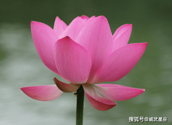 步入6月中旬,福星高照,4属相运势转旺,工作顺利,生活更精彩