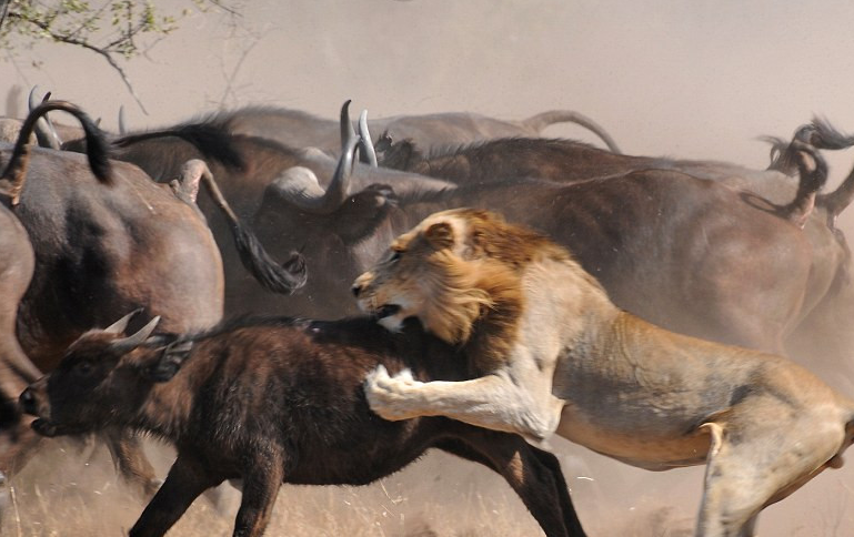   引起 非洲野牛吃的是强壮的身体和锋利的犄角，狮子组成群体“挖陷阱” 