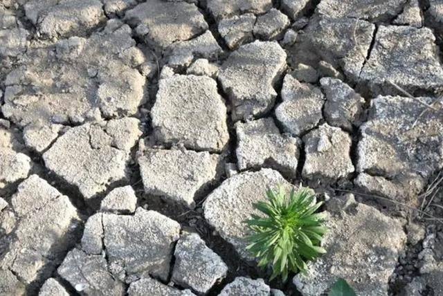 山东河南高温大旱,地皮龟裂严重缺水,农民顶着40℃高温给地浇水