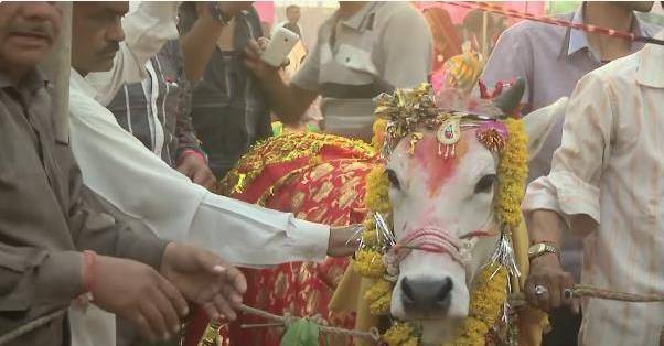 印度奇葩男子,居然和母牛相爱结婚,婚后生活竟令人羡慕不已!