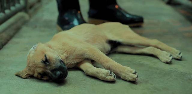 六年前,台湾女兽医将七百多条狗安乐死后,把最后的药留给了自己