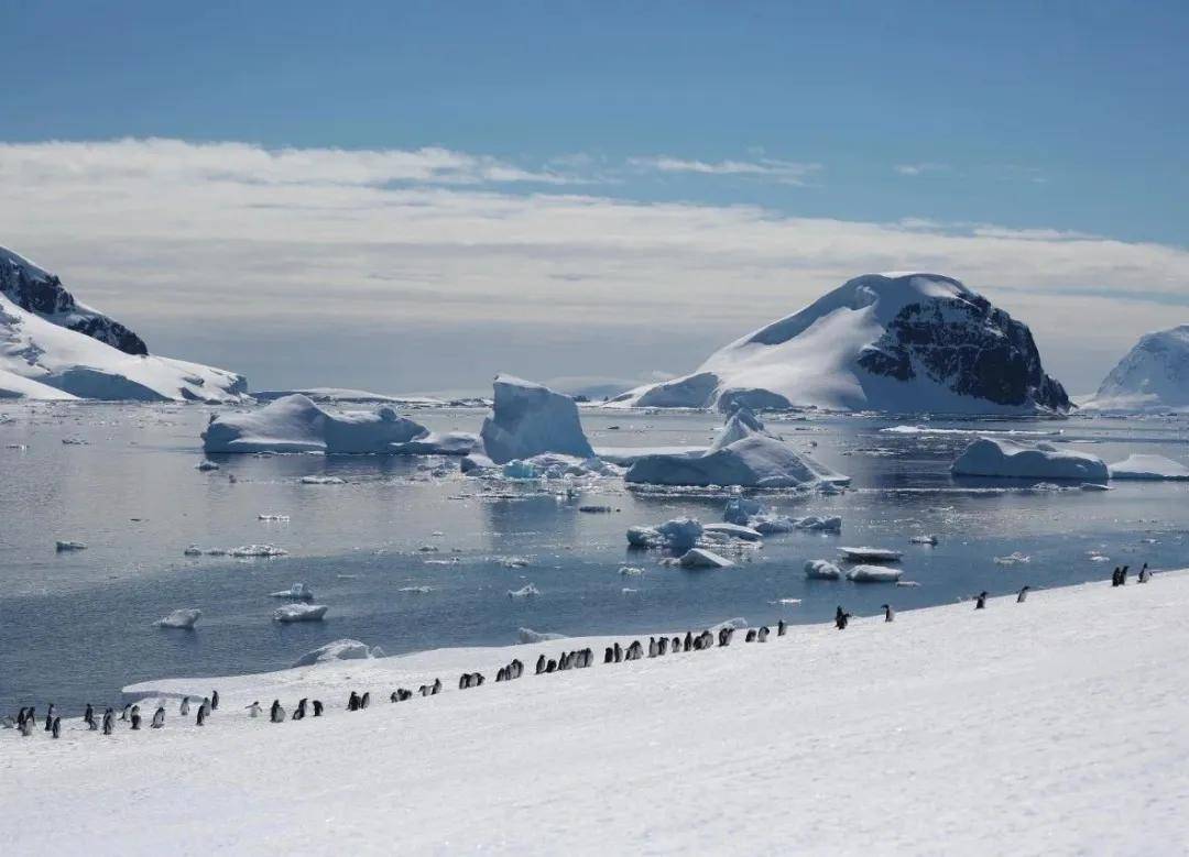 马岛/福克兰群岛 南乔治亚岛 南奥克尼群岛 南极半岛-寻找王企鹅)旅游