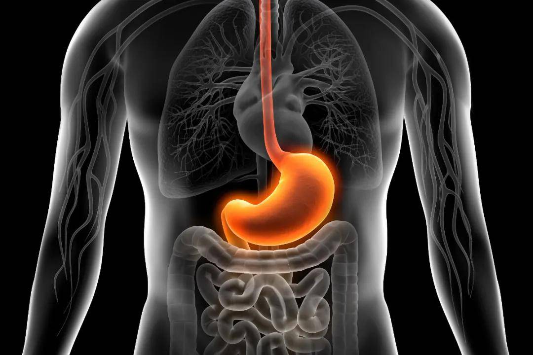  p class="ql-align-justify">现代人的肠胃,时常受到多种刺激,难免