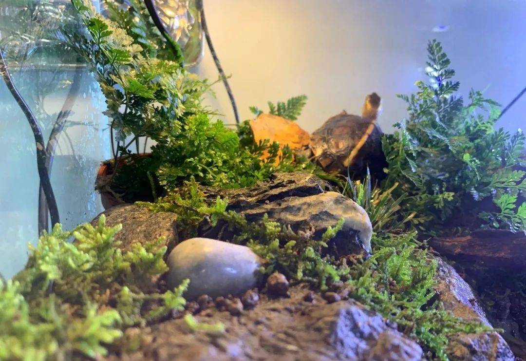 成本50元以内,打造黄缘生态家园,实用放心_植物_环境_选择了