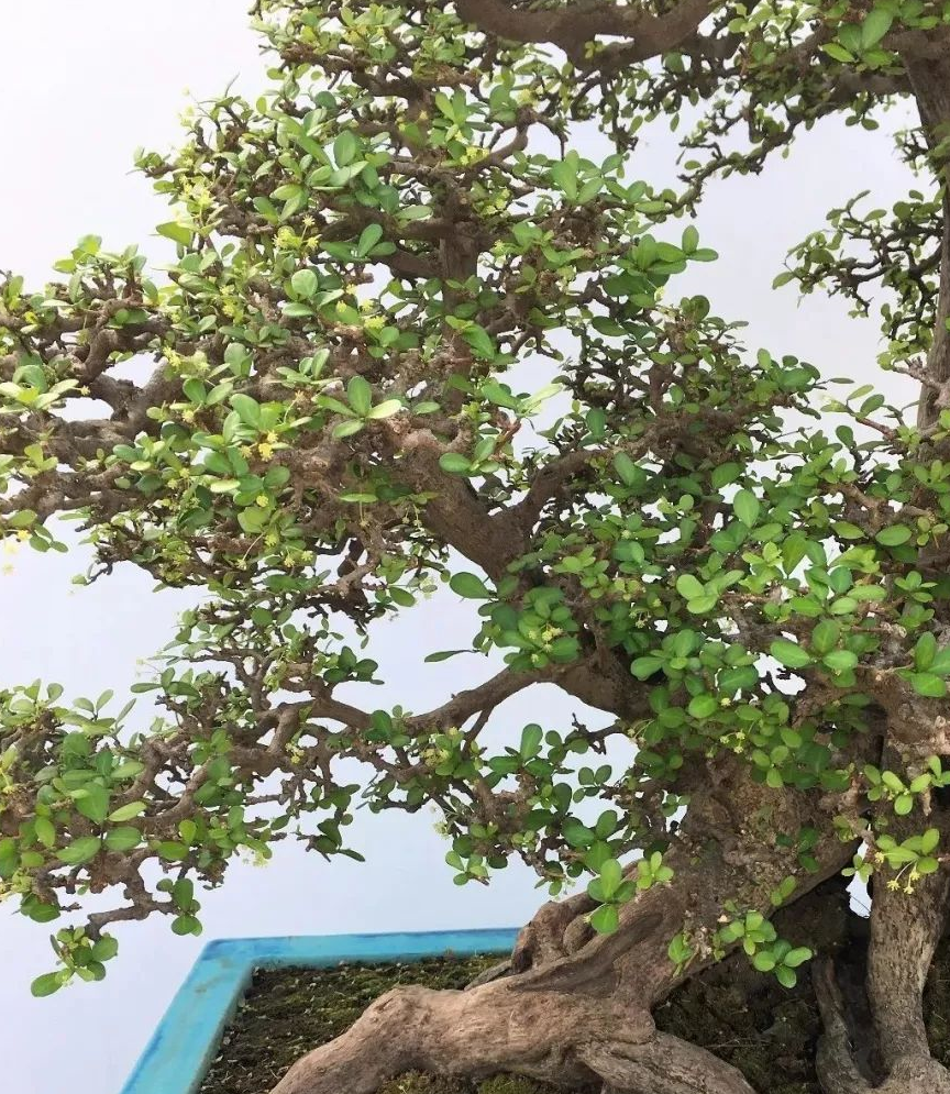 博兰盆景的鉴赏与制作养护